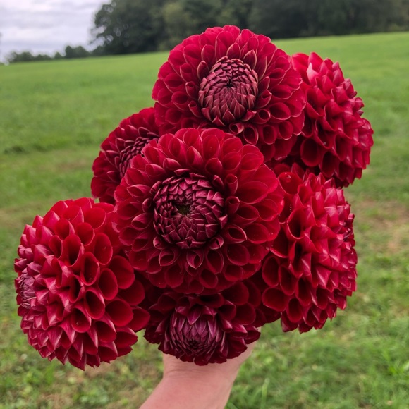 Like my listings to be styled! - Picture 3 of 3